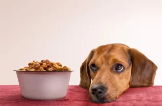 Pet Food and Treats